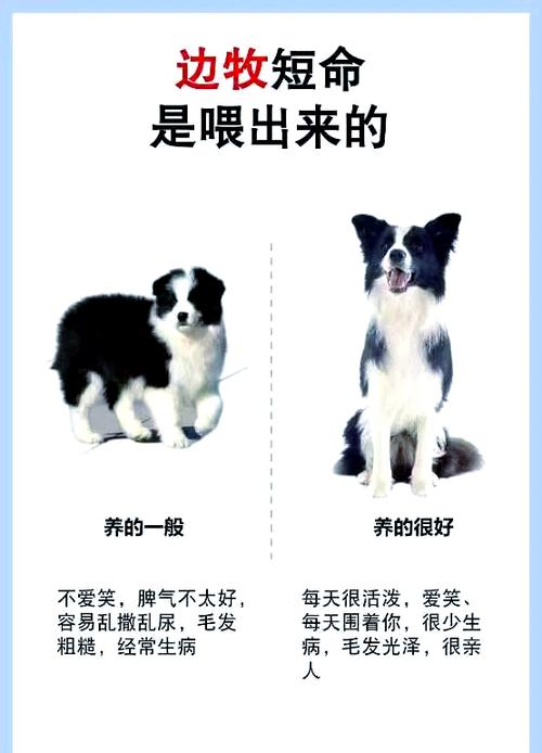 狗狗状态好就是没食欲