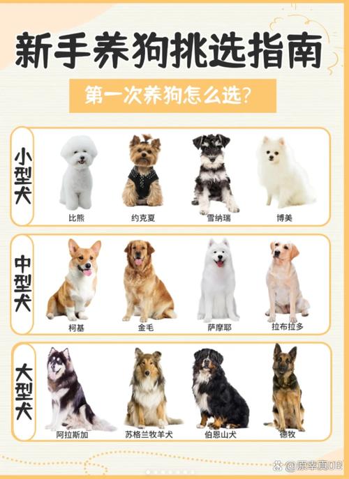 全民养狗狗五狗哪个难出图标