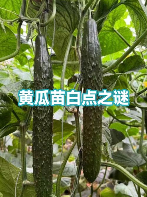 黄瓜表面一粒粒白点能吃么图标