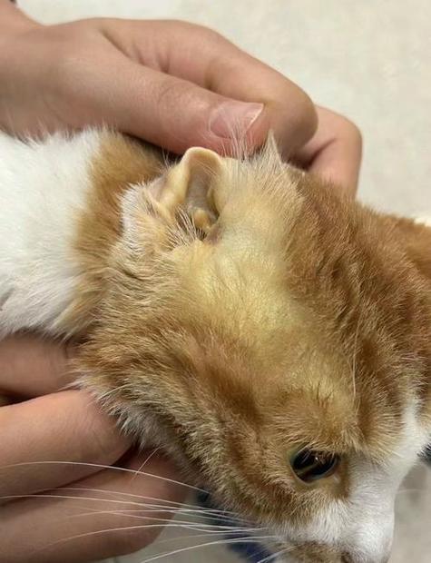 猫咪脂肪肝死亡前兆图标