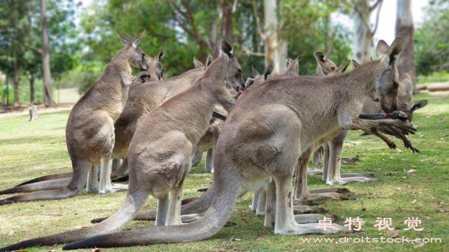 袋鼠影视高清在线观看图标