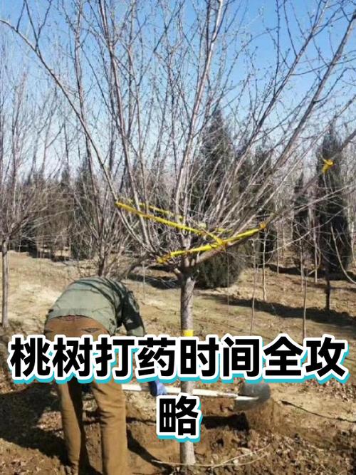 桃树全年打药宝典游戏截图