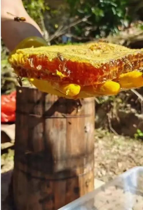 土蜂蜜的功效和作用图标