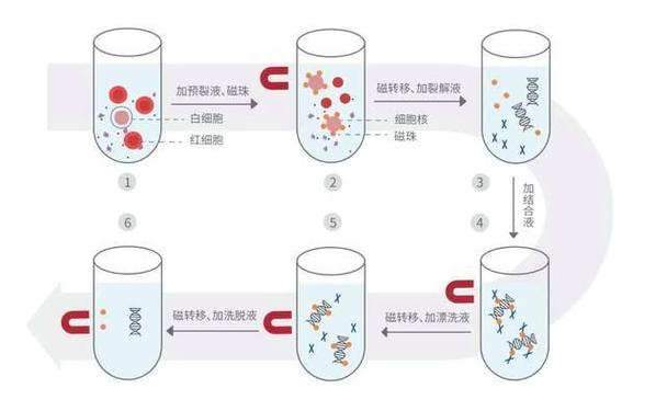 血液提取器指南游戏截图
