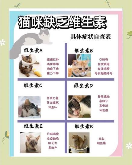 新猫到家旧猫一直盯着新猫图标