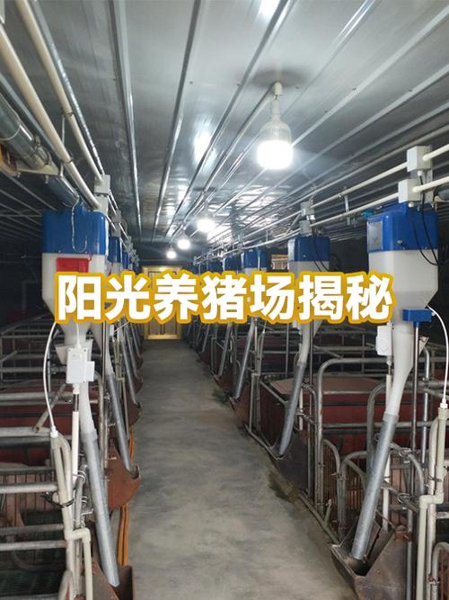 阳光养猪场挣钱真的吗游戏截图