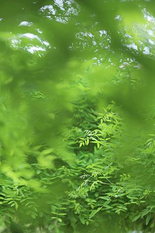 苹果11虚化背景