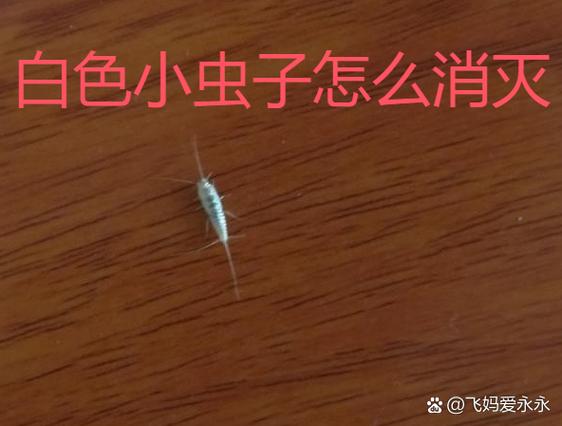 屋里放啥能去除各种虫子