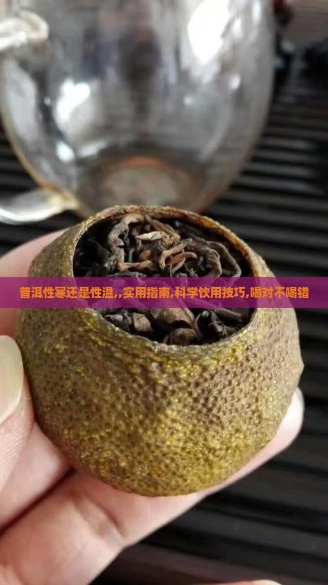 普洱茶是寒性还是温性