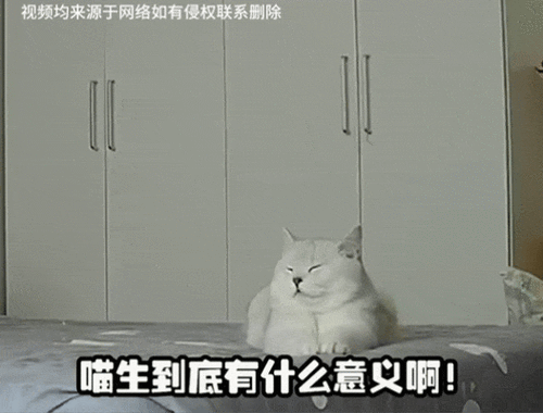 猫猫食欲正常 但是拉稀缩略图
